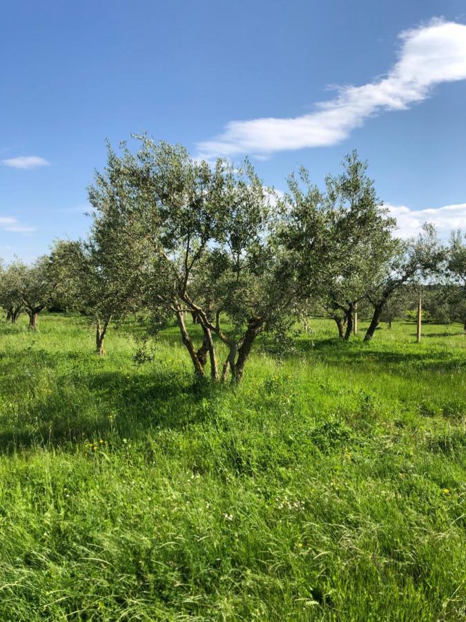 Olive Tree Apartments Umag Eksteriør bilde